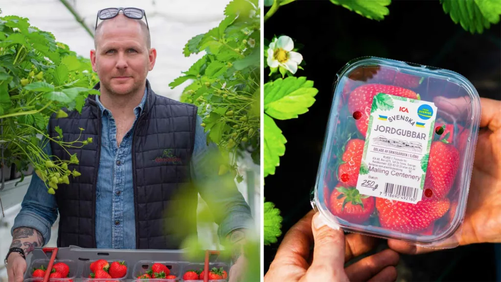 Första svenska jordgubbarna plockade – här kan du köpa dem