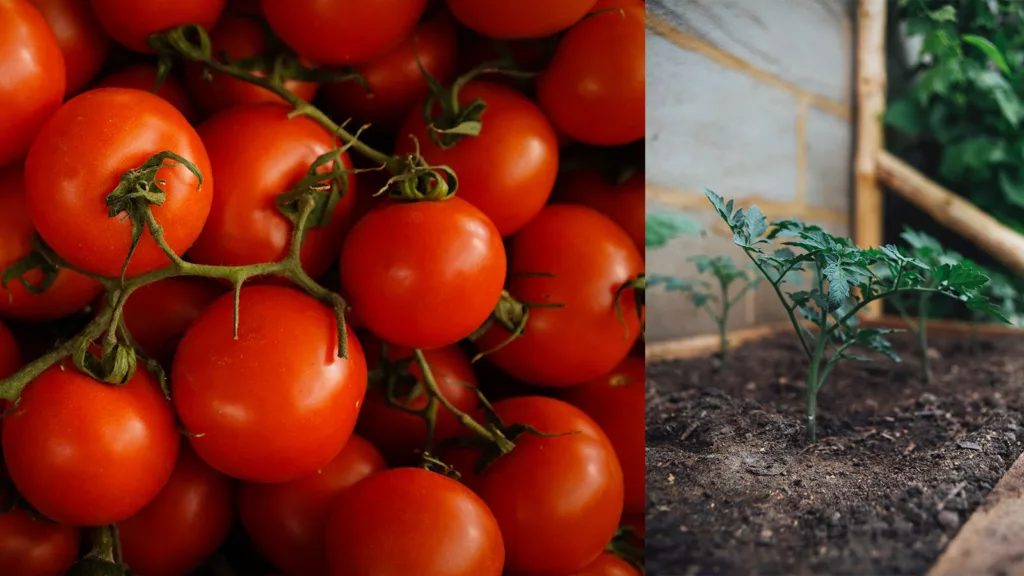 Uppmaningen: Så inte frö från butiksgrönsaker