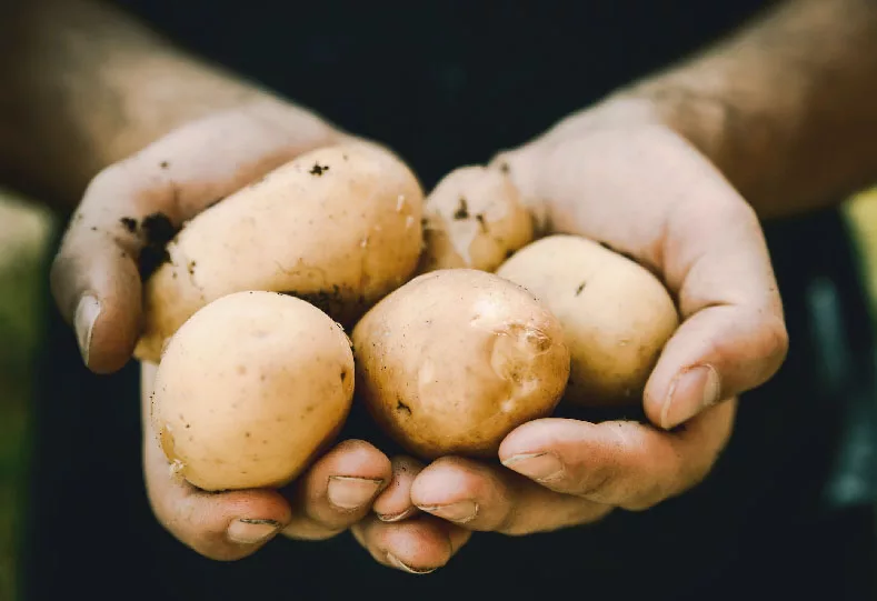 Rekorddyrt kilopris på första färskpotatisen