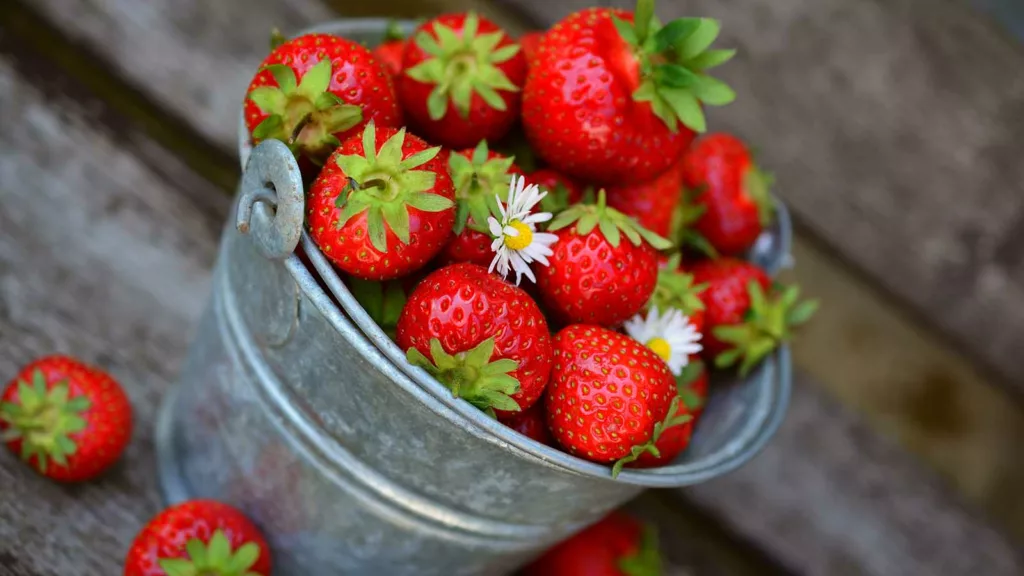 Glädjebesked: Senaste nytt om svenska jordgubbar