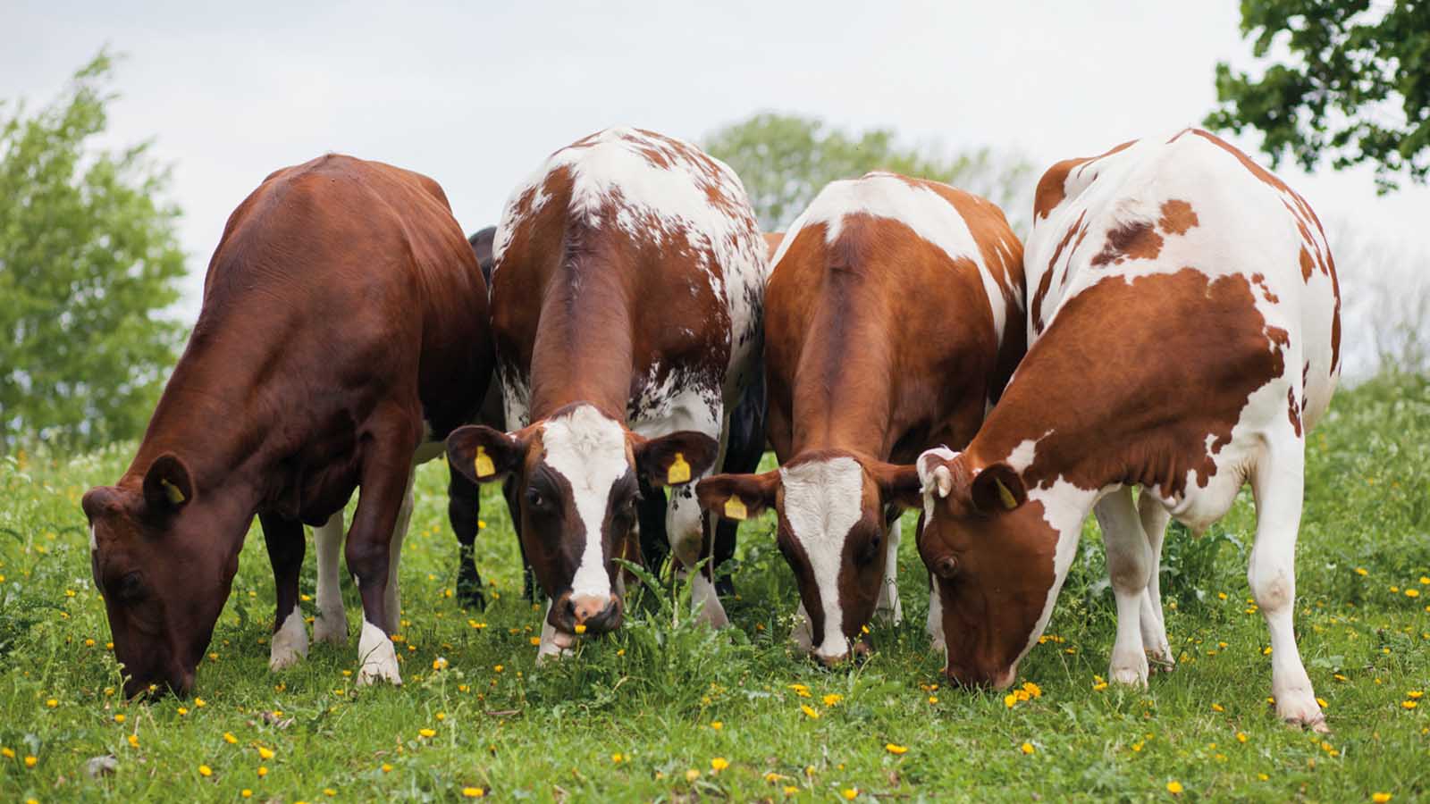 Mejerijätten sänker priserna